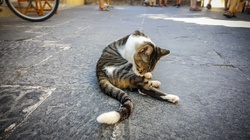 Stray cat in Rhodes Greece