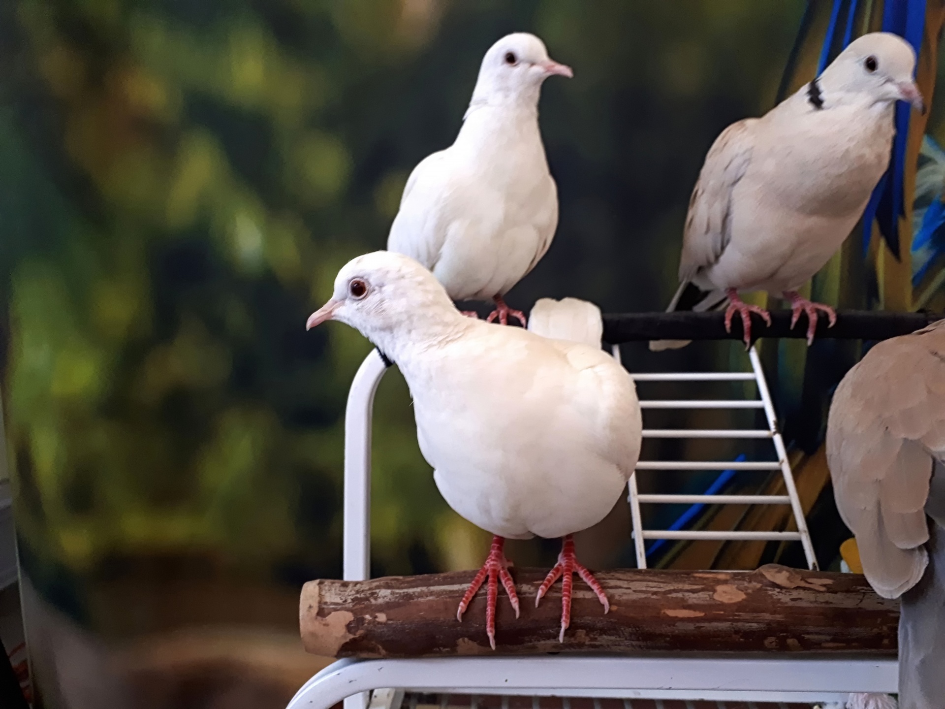 Three white doves
