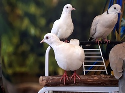 Three white doves