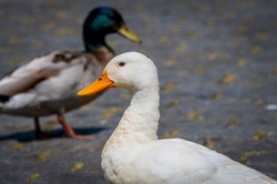 A white duck or Dutch croaker
