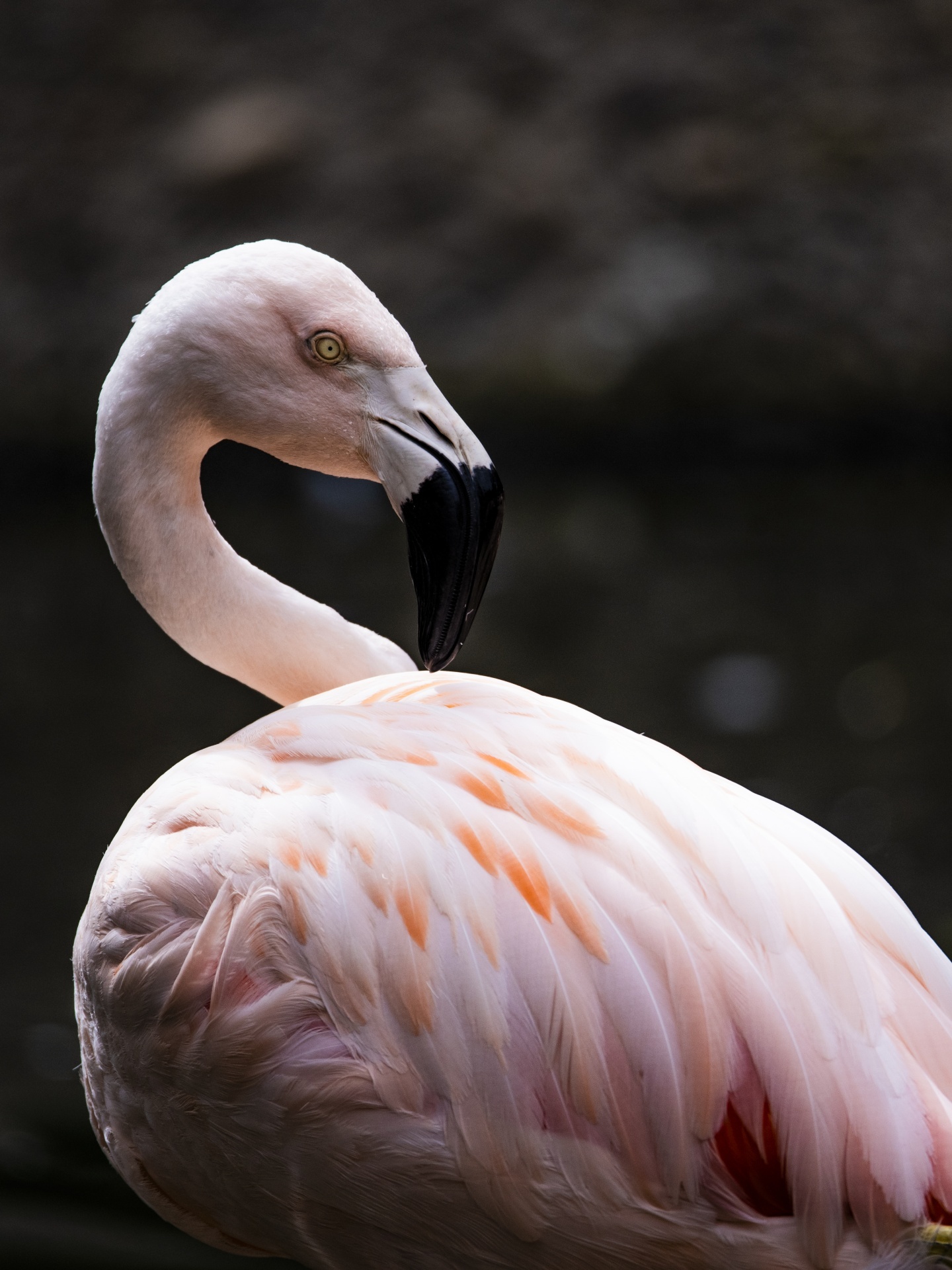 Flamingo standing portrait in vertical format for greeting cards