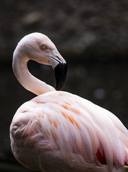 Flamingo standing portrait in vertical format for greeting cards