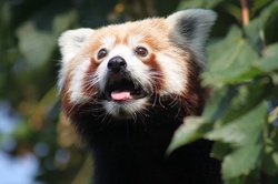 Very Beautiful Animals