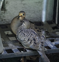 Mother and adolescent baby morning doves