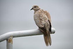 Photo of a mourning dove on a post