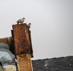 Pair of mourning doves on rusty roof fixtures
