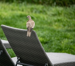 Morning dove on the back of a lounge chair