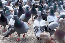 Many Pigeons
