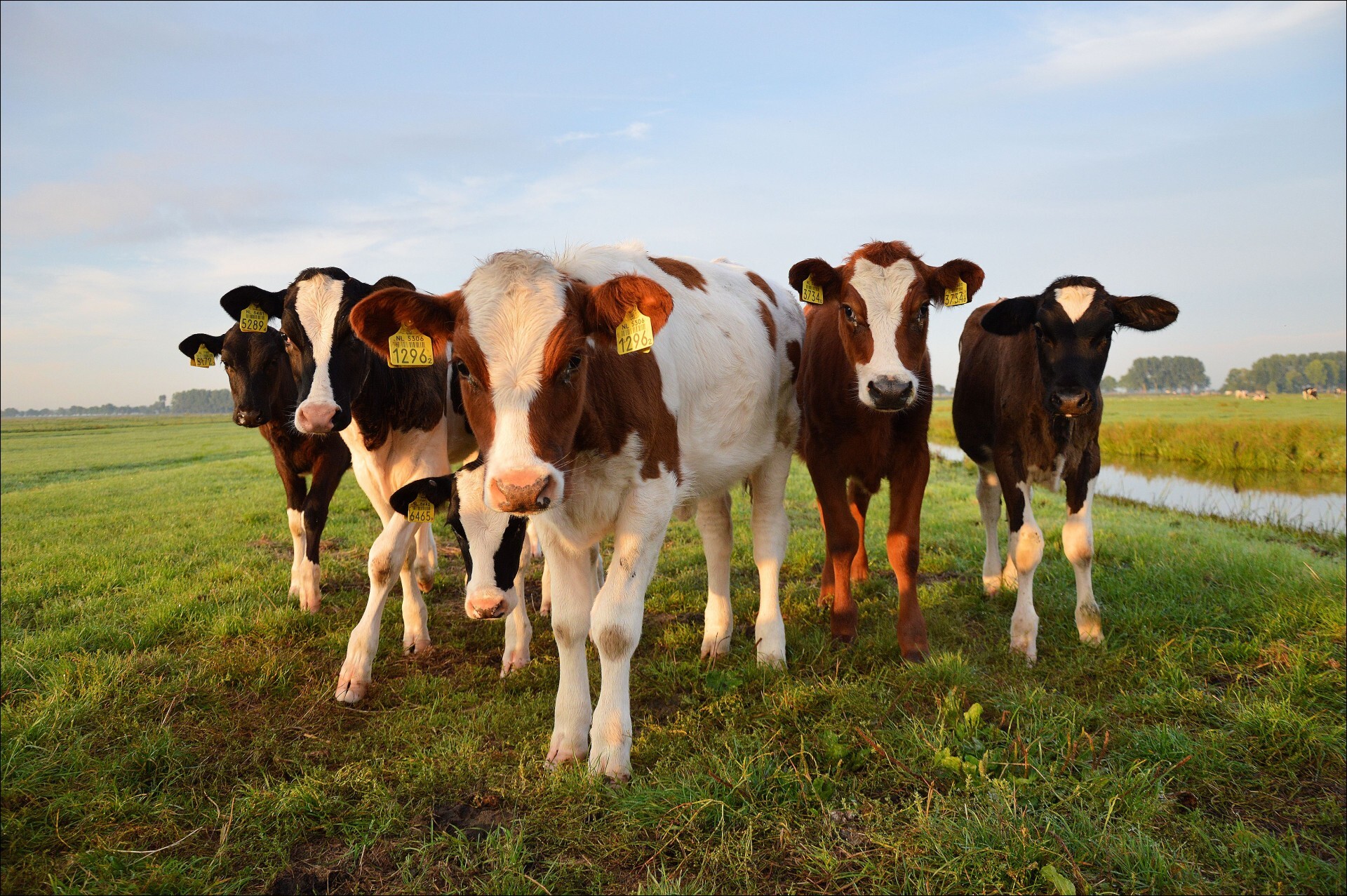 a few bulls on a early morning
