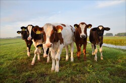 a few bulls on a early morning