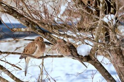 Two Mourning Doves Sitting in a Tree.