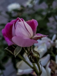 Pink rose flower in vertical format for greeting cards and posters
