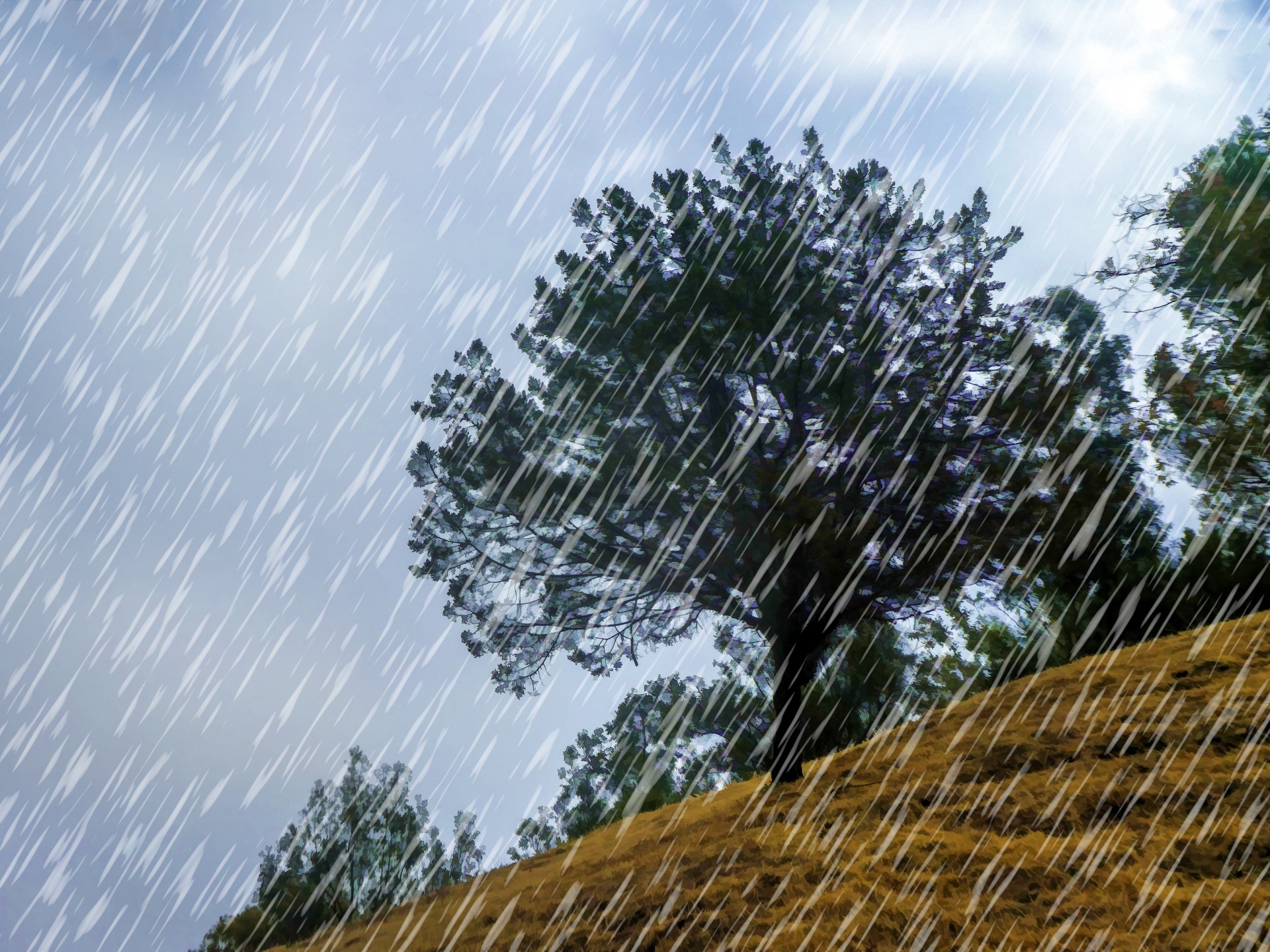 Rain pours over tree on the hill