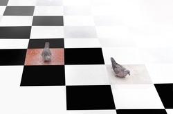 Background spotted doves photo illustration