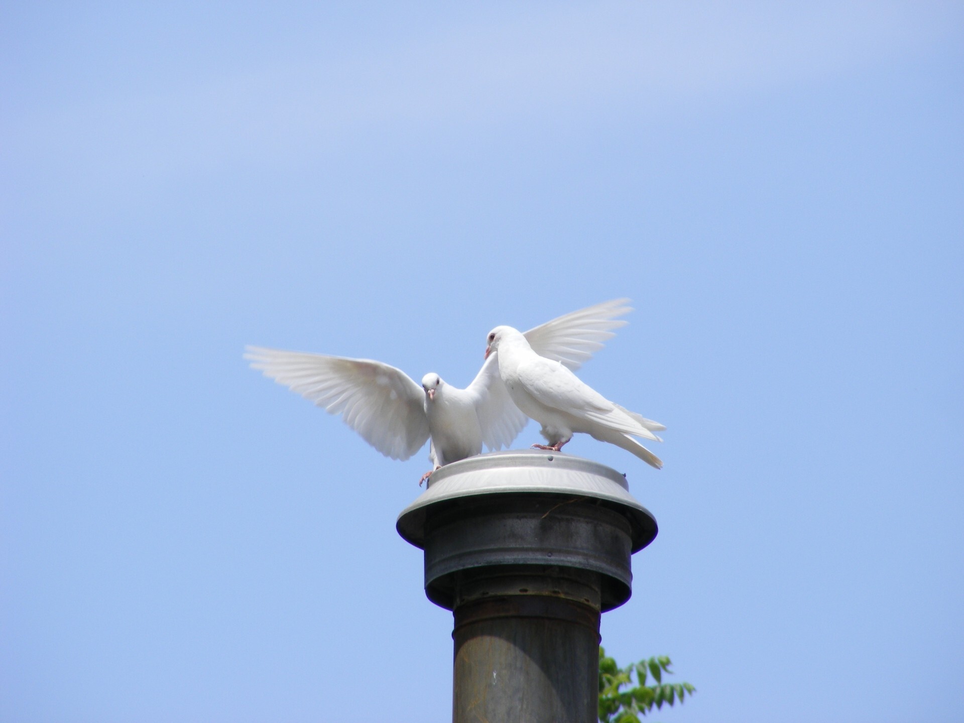 Photo of white doves