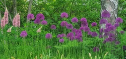 Allium aflatunense Purple Sensation Flower Public Domain
