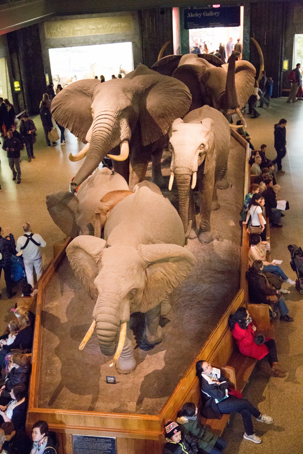 American Museum Of Natural History