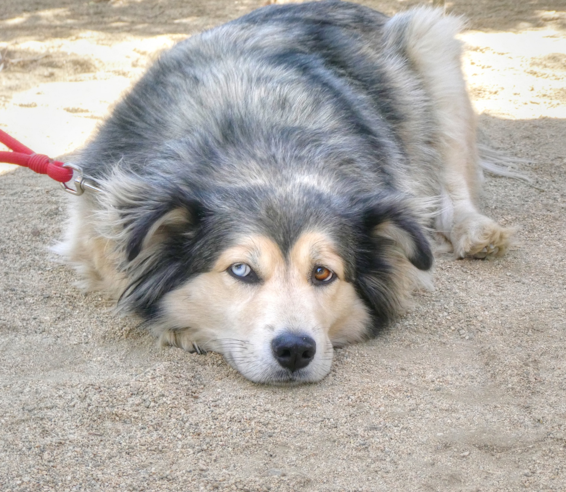 Dog With Blind Eye