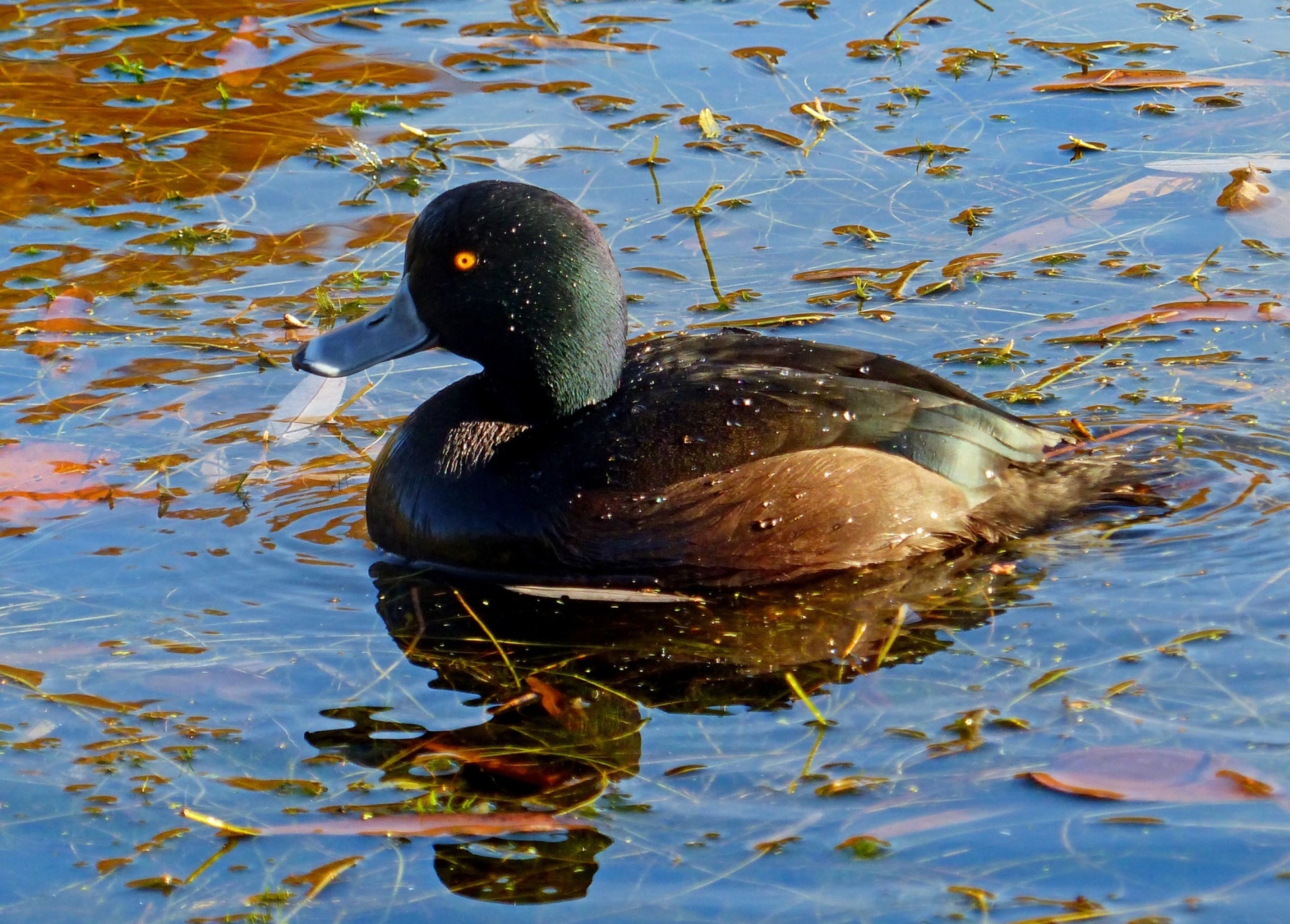 Duck Swimming in New Zealand