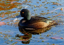 Duck Swimming in New Zealand