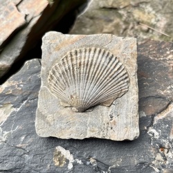 Shells in rock