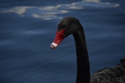 Black swan, an aquatic bird, swimming peacefully on calm water, creating subtle ripples and reflection in Lake Pupuke in Western Springs Park