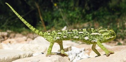 Mediterranean Chameleon