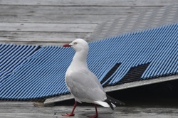 Seagull on the pier at Lochmara in Picton, New Zealand