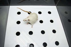 Animal experiments