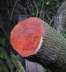 Saw Marks On Cut Log With Red Wood