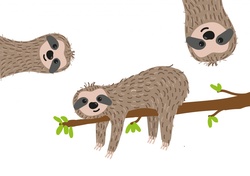 Sloths on a branch