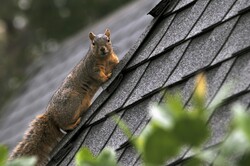 Squirrel pauses on side of a roof for a photograph.