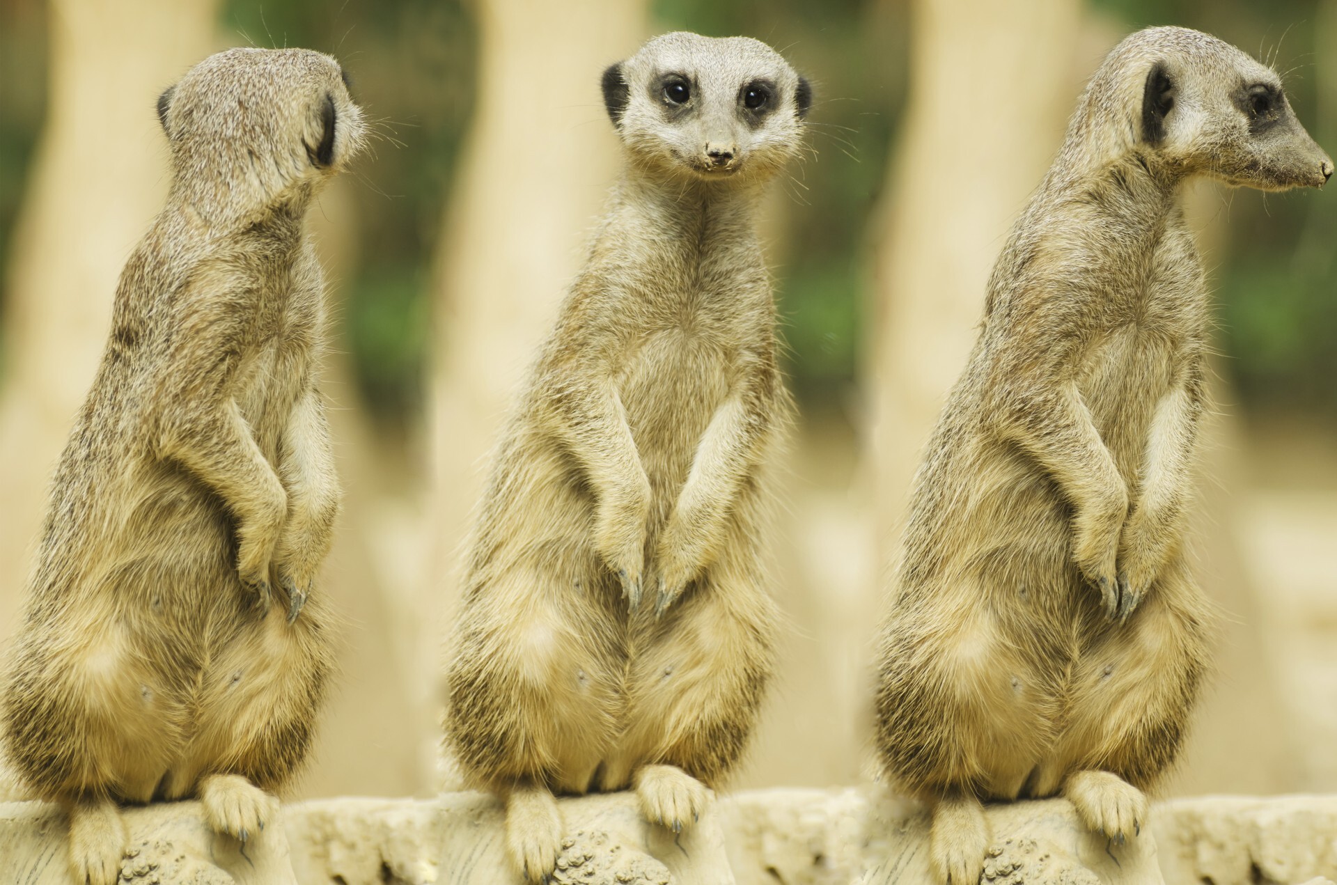 Suricate Or Meerkat Sitting