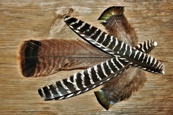 Turkey Feathers On Wood Table