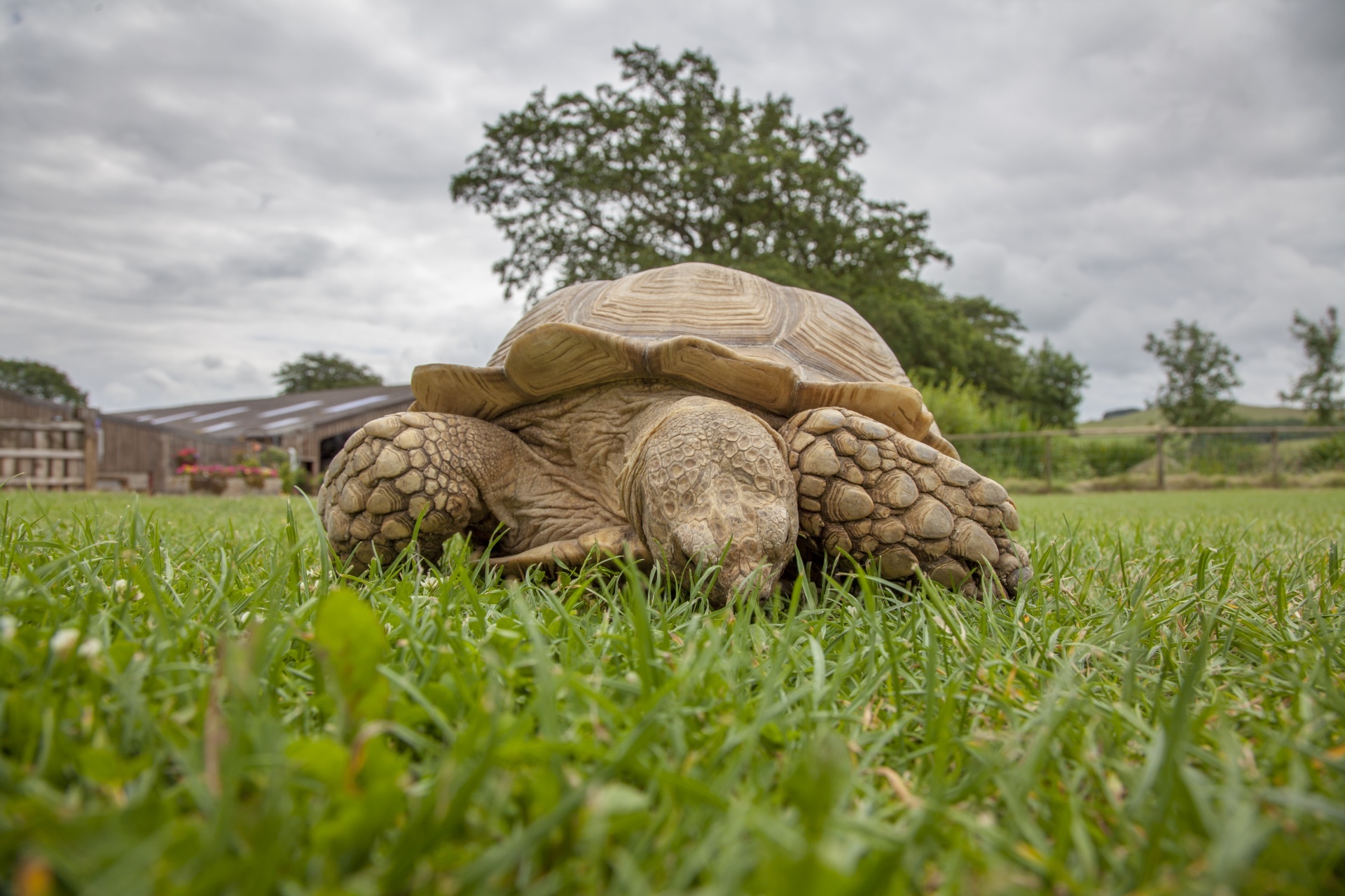 Turtle on a grass