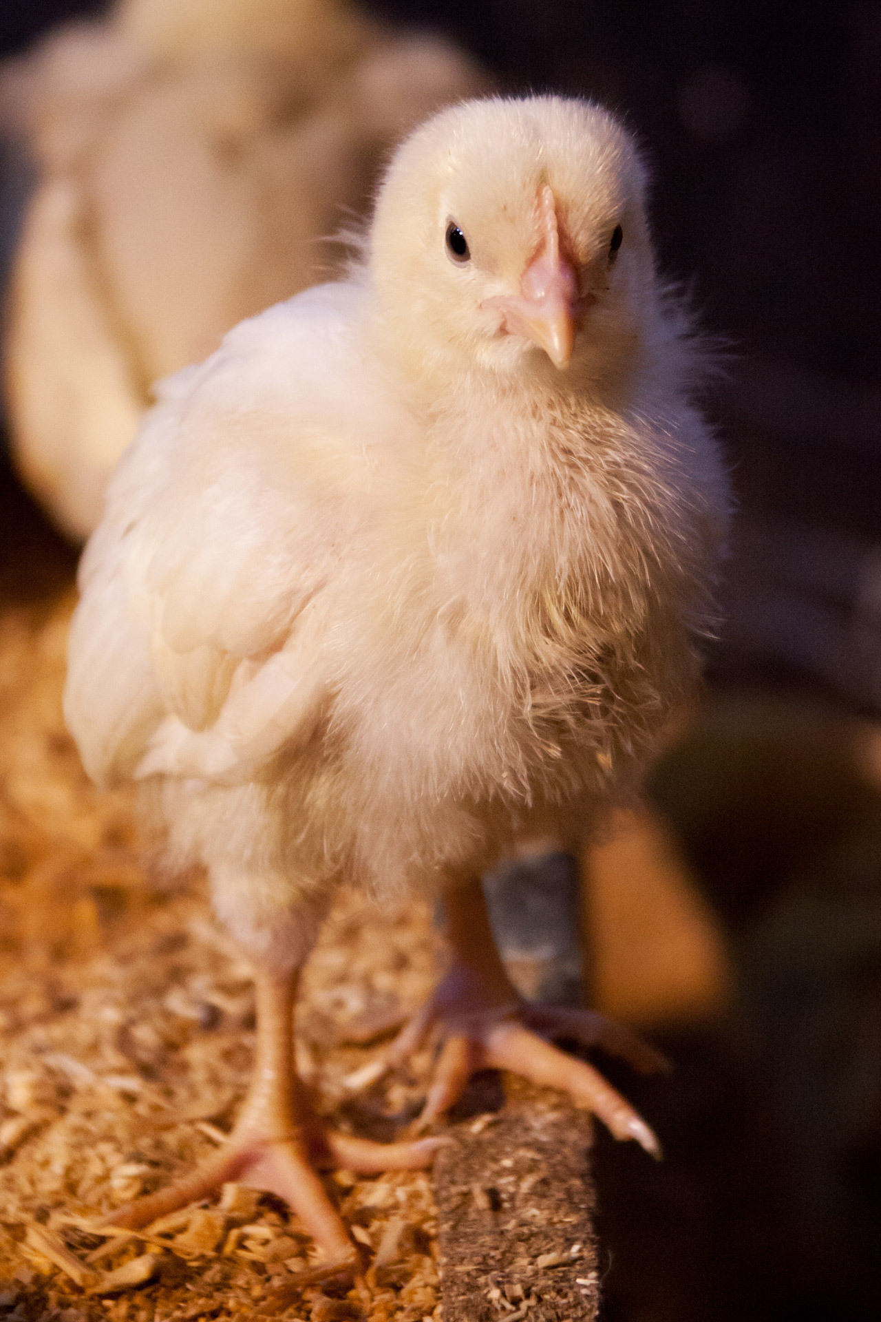 Tiny yellow chick