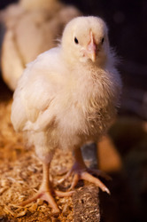 Tiny yellow chick