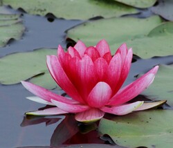 Early summer lotus pond Wetland Park, Natural beauty carving