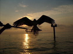 Osprey on net