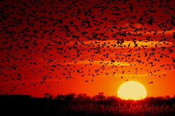 Birds of a feather (in this case red-winged blackbirds) exhibiting flocking behavior, source of the idiom
