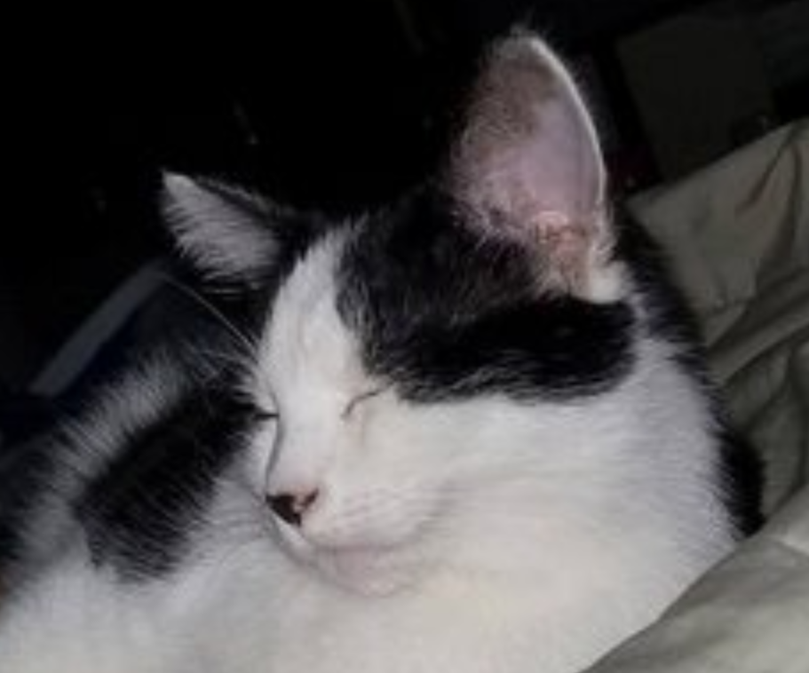 Leeloo sleeps