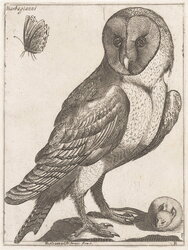 Barbagianni (barn owl)