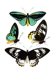 Beautiful vintage art print of butterflies on transparent background