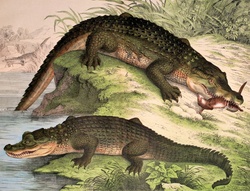 Crocodilus vulgaris 1889 public domain