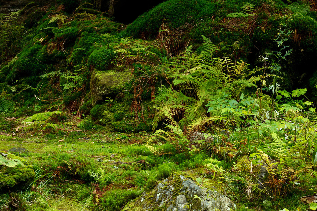 Green forest floor background