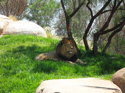 A Lion in natural setting