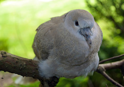 Sitting Pigeon