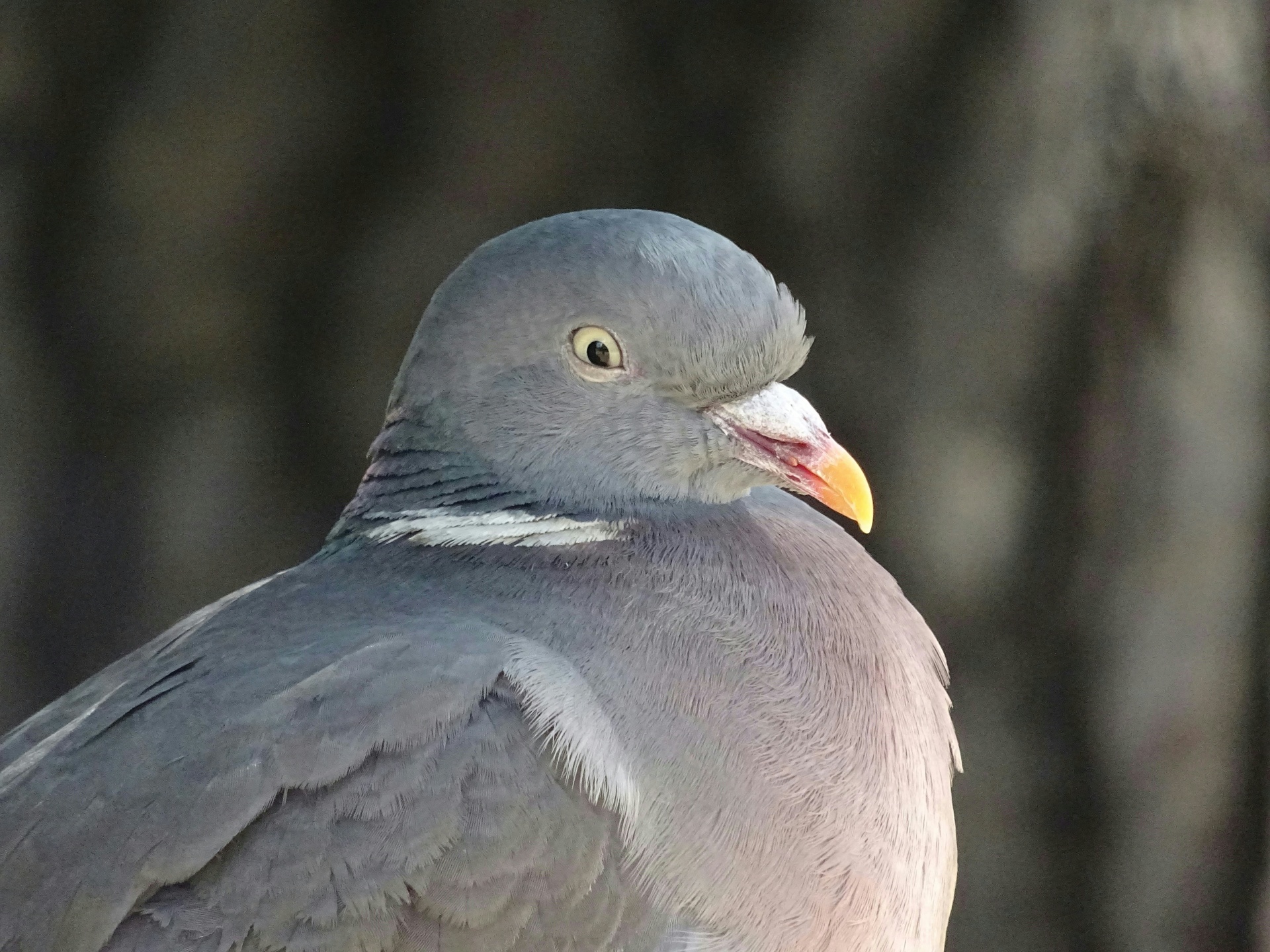 Pigeon Up Close