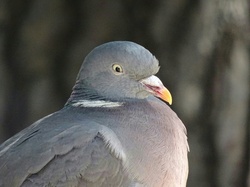 Pigeon Up Close