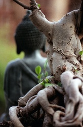 Buddha Statue, Bonsai